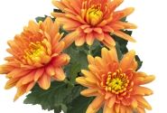Chrysanthemum, vid. ziedu Cayman Orange