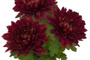 Chrysanthemum, vid. ziedu Vido Red