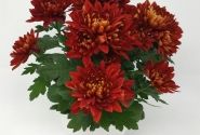 Chrysanthemum, vid. ziedu Vido Red