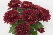 Chrysanthemum, vid. ziedu Vido Red