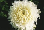 Chrysanthemum, lielziedu Evelyn Busch