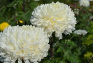 Chrysanthemum, lielziedu Evelyn Busch