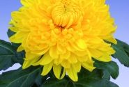 Chrysanthemum, lielziedu Golden Alex Bedser