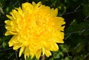 Chrysanthemum, lielziedu Golden Alex Bedser