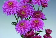 Chrysanthemum, daudzziedu Payton Dale Pink
