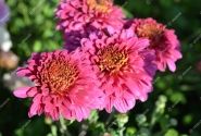 Chrysanthemum, daudzziedu Payton Dale Pink