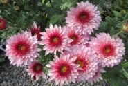 Chrysanthemum, daudzziedu Beppie Pink