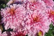 Chrysanthemum, daudzziedu Beppie Pink