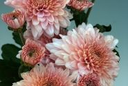 Chrysanthemum, daudzziedu Gompie Pink