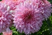Chrysanthemum, daudzziedu Gompie Pink