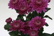 Chrysanthemum, daudzziedu Blenda Purple