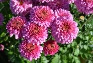 Chrysanthemum, daudzziedu Blenda Purple