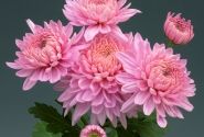 Chrysanthemum, daudzziedu Marielle Pink
