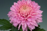 Chrysanthemum, daudzziedu Marielle Pink