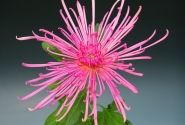 Chrysanthemum, daudzziedu Marielle Pink
