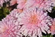 Chrysanthemum, daudzziedu Marielle Pink