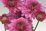 Chrysanthemum, daudzziedu Beppie Purple