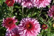 Chrysanthemum, daudzziedu Beppie Purple