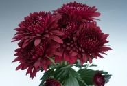 Chrysanthemum, daudzziedu Smokey