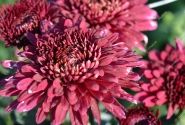 Chrysanthemum, daudzziedu Smokey