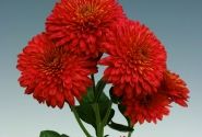Chrysanthemum, daudzziedu Majola