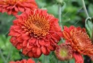 Chrysanthemum, daudzziedu Majola