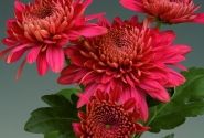 Chrysanthemum, daudzziedu Marielle Red