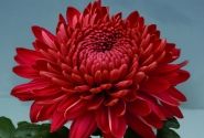 Chrysanthemum, daudzziedu Marielle Red