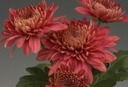 Chrysanthemum, daudzziedu Marielle Red