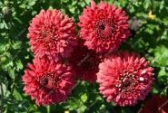 Chrysanthemum, daudzziedu Marielle Red