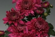 Chrysanthemum, daudzziedu Marielle Purple