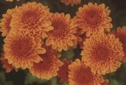 Chrysanthemum, daudzziedu Bruno