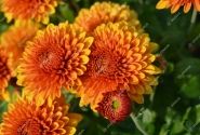 Chrysanthemum, daudzziedu Bruno