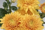 Chrysanthemum, daudzziedu Gompie Bronze