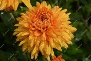 Chrysanthemum, daudzziedu Gompie Bronze