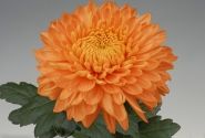 Chrysanthemum, daudzziedu Marielle Bronze