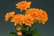 Chrysanthemum, daudzziedu Marielle Bronze