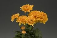 Chrysanthemum, daudzziedu Marielle Bronze