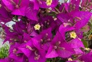 Bougainvillea sanderiana , piramīda 17cm podā