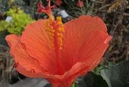 Hibiscus rosa sinensis orange, augsstumbrs 17 cm podā