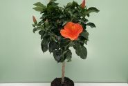 Hibiscus rosa sinensis orange, augsstumbrs 17 cm podā