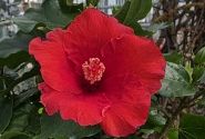 Hibiscus rosa sinensis red, augsstumbrs 17 cm podā