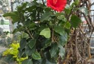 Hibiscus rosa sinensis red, augsstumbrs 17 cm podā