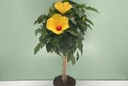 Hibiscus rosa sinensis yellow, augsstumbrs 17 cm podā