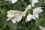 Solanum jasminoides  , piramīda 17cm podā