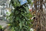 Solanum jasminoides  , piramīda 17cm podā