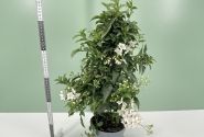 Solanum jasminoides  , piramīda 17cm podā