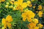 Cassia corymbosa, augststumbrs 17cm podā