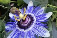 Passiflora cerulea Cerulea, piramīda 17cm podā