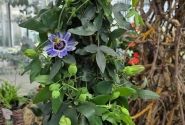 Passiflora cerulea Cerulea, piramīda 17cm podā